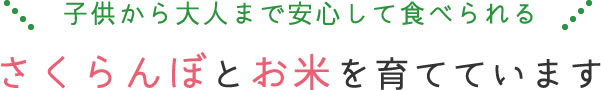 子供から大人まで安心して食べられる さくらんぼとお米を育てています